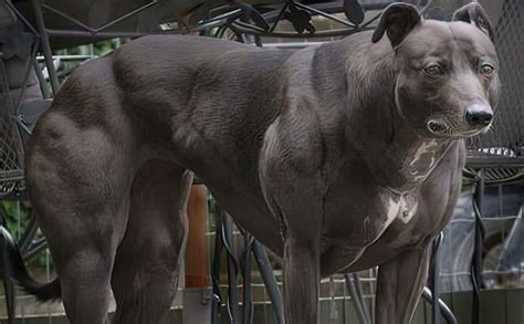 The Most Muscular Dog Breeds