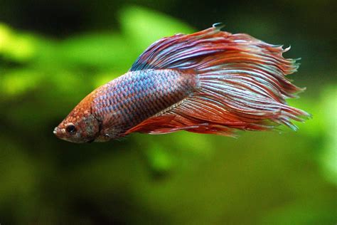 Veiltail Betta Fish Male And Female Care Guide Fishlab