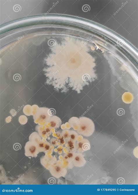Bacterial And Fungal Colonies On Agar Plate Isolated On White Royalty