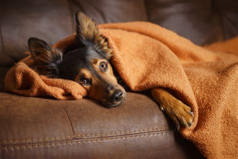 Is Your Dog Stressed Signs Of Stress In Dogs To Watch For