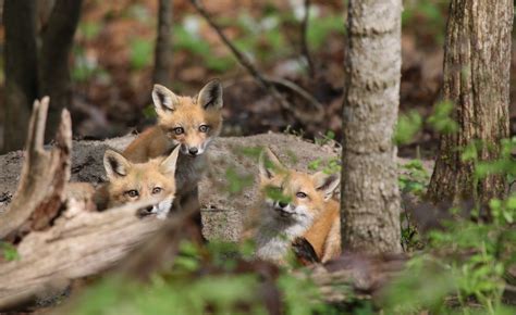 Foxes In The Forest Leslie Abram Photography