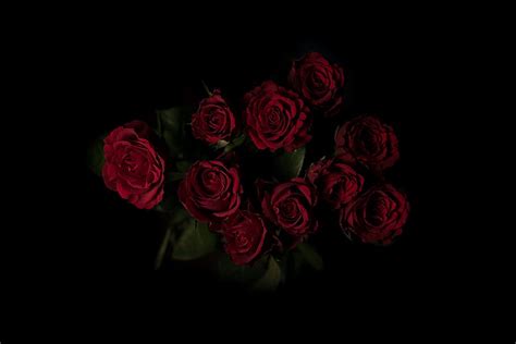 Hd Wallpaper Red Rose Illustration Roses Bouquet Dark Background