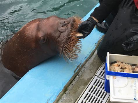 How To Power A Walrus Marine Mammal Research Unit