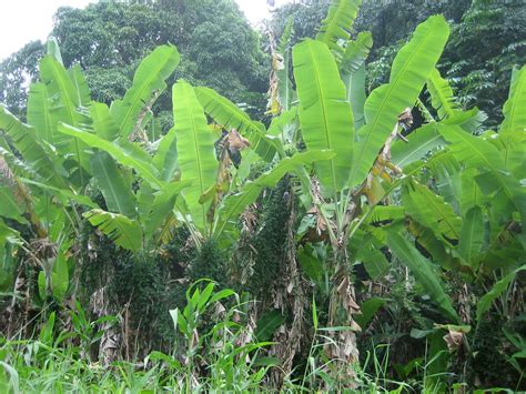 How To Harvest Bananas 9 Steps With Pictures Instructables