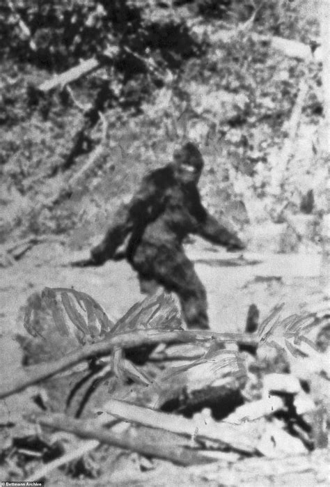 Researchers Launch Investigation After Bigfoot Sighting In Colorado