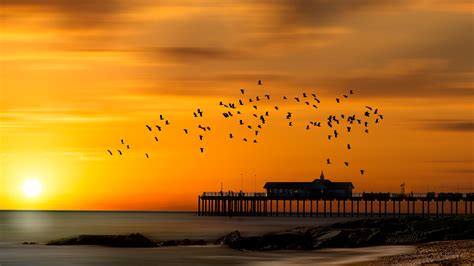 2560x1440 Resolution Pier 4k Sunset Bird Flying 1440p Resolution