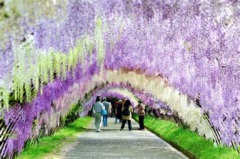 Things To See In Japan The Wisteria Flower Tunnel Of Kawachi Fuji