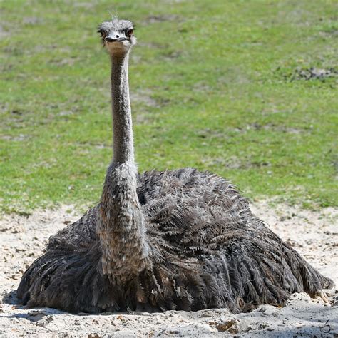 Ein Afrikanischer Strauß Anfang Juni 2018 Im Zoo Aalborg Tier Fotoseu