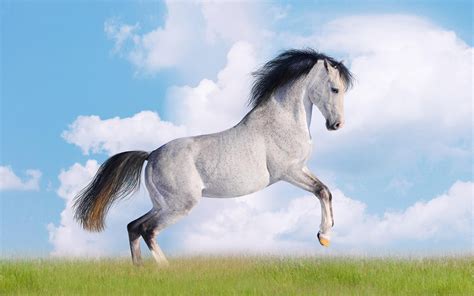 White Horse Desktop Wallpapers Hd Free Download For Windows
