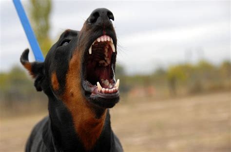 55 Black Doberman Scary L2sanpiero