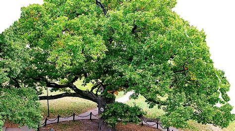 Дуб-великан, дерево года в России - Огонек № 41 (5487) от ...