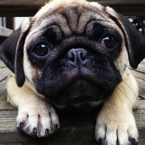 20 Things All Pug Owners Must Never Forget
