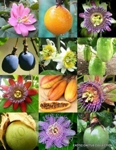 Passiflora Mix Passion Fruit Exotic Edible Tropical Flower Vine Seed