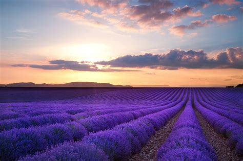 1920x1080px 1080p Free Download Sunset Over Lavender Fields