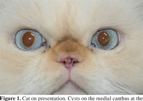 Pdf Eyelid Apocrine Hidrocystomas In A Cat Semantic Scholar