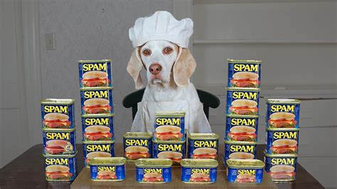 Dog Cooks With Spam Funny Chef Dog Maymo Youtube