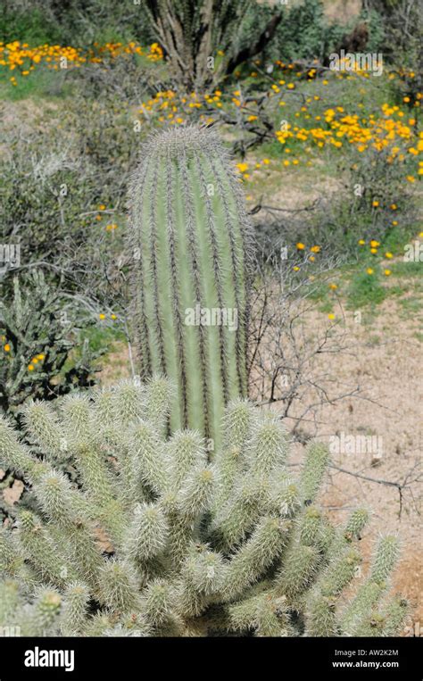 Saguaro Cactus Cholla Cactus And Spring Poppies In The Arizona Desert