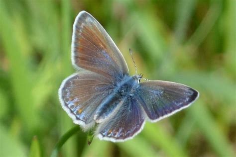 Common Blue Dorset Butterflies