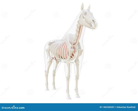 Horse Esophagus Horse Equus Anatomy Isolated On White Royalty Free