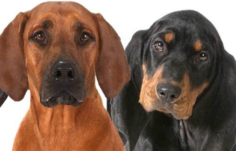 Coonhound Dog Breed Information Images Characteristics Health