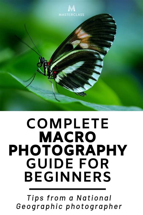 Complete Macro Photography Guide For Beginners Learn The Best