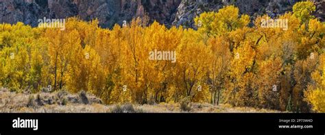 Cottonwood Trees In Fall Foliage Cottonwood Canyon Grand Staircase
