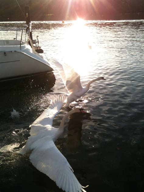 Swans On Lake Windermere Lake Windermere Winter Sun Lake