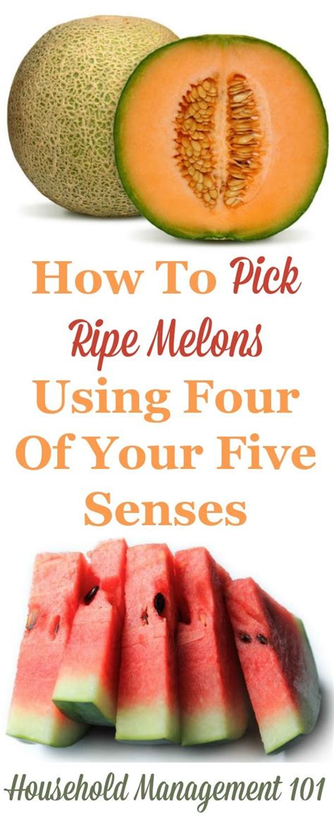 How To Pick Ripe Melons In The Store At The Farmers Market Stand Using