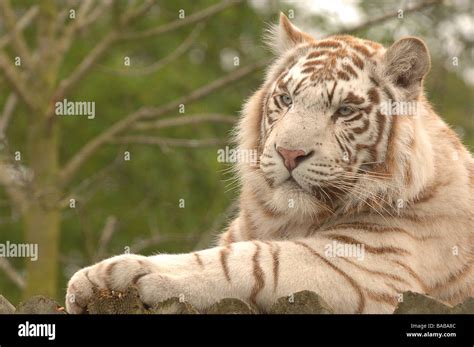 Tigre blanc Banque de photographies et dimages à haute résolution Alamy