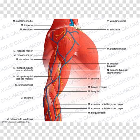 Shoulder Muscle Anatomy Diagram Crossfit Shoulder Muscles Part 2