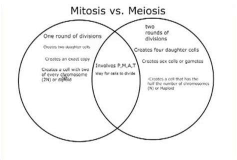 Furthermore, meiosis allows for genetic diversity by allowing the mixing of chromosomes, whereas mitosis does not. Difference between Mitosis and Meiosis | LaboratoryInfo.com