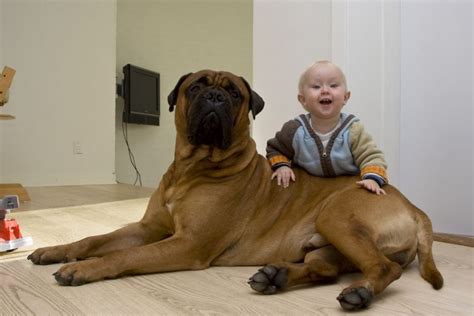 Pin By Gipsy Caparros On Children And Pets Dogs And Kids Big Dogs