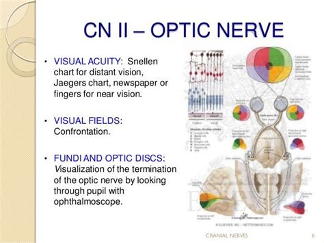 Cranial Nerve Assessmentsimple And Easy To Perform For Medics And P