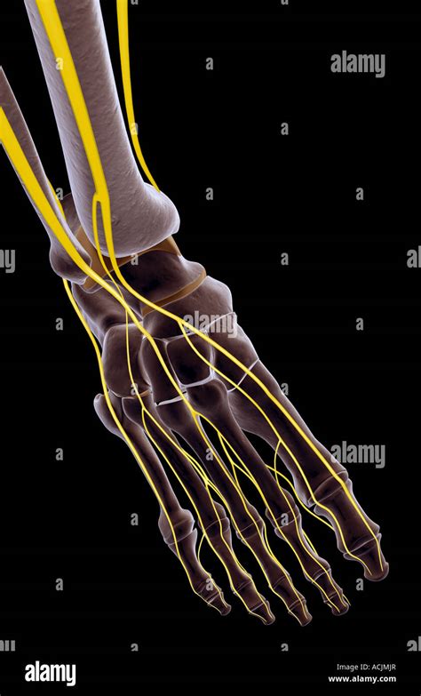 Dorsal Digital Nerves Hi Res Stock Photography And Images Alamy
