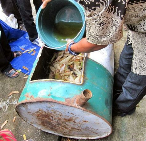 Cara memilih indukan belut untuk pembibitan. Cara Praktis Budidaya Belut Media Drum - BUDIDAYAKU