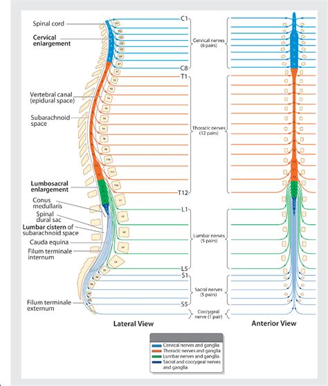 Spinal Cord Functional Anatomy Semantic Scholar