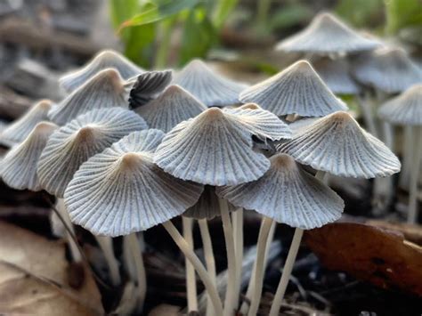 The Discovery Of A Substance In Hallucinogenic Mushrooms Has The