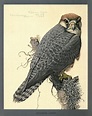 Louis Agassiz Fuertes | Falcon art, Bird drawings, Bird prints