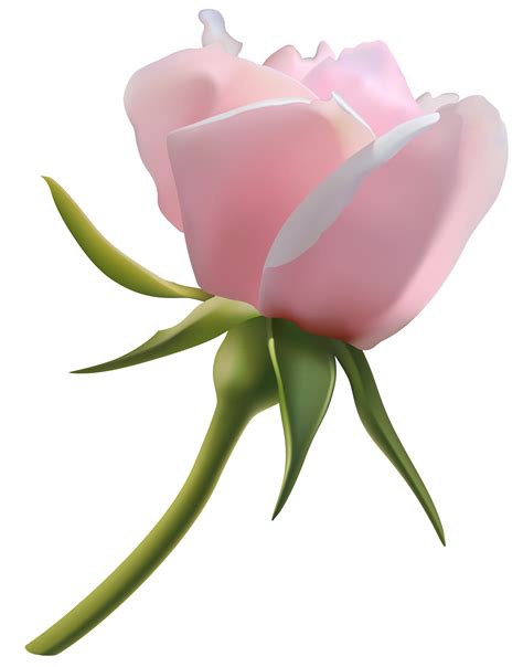 Beautiful Pink Rose Bud Png Clipart Image Beautiful Pink Roses Rose
