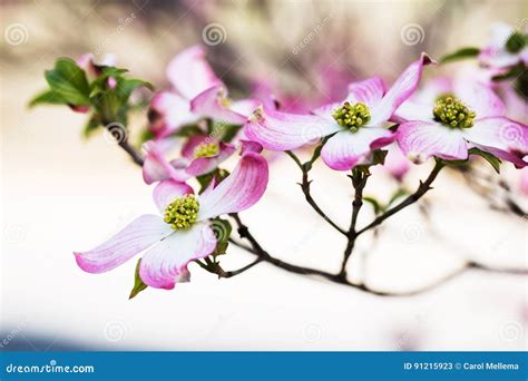 Pink Dogwood Tree Blooms In Spring In Tennessee Stock Image Image Of