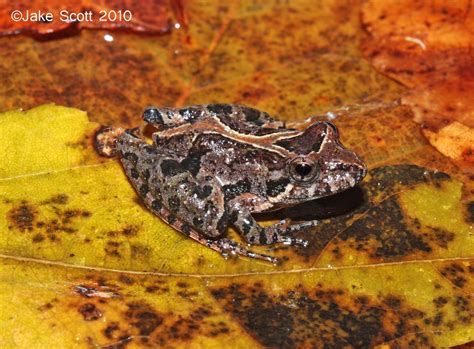 Florida Cricket Frog Acris Gryllus Dorsalis Florida Cric Flickr