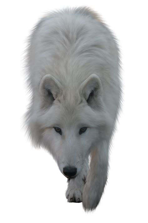 Free Wolf Png Transparent Images Download Free Wolf Png Transparent