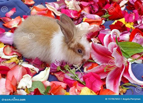 Bunny On Rose Petals Stock Image Image Of Valentines 151967653