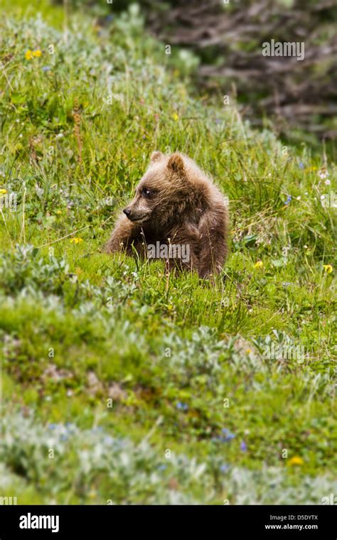 Grizzly Bear Cub Ursus Arctos Horribilis Near Highway Pass Denali