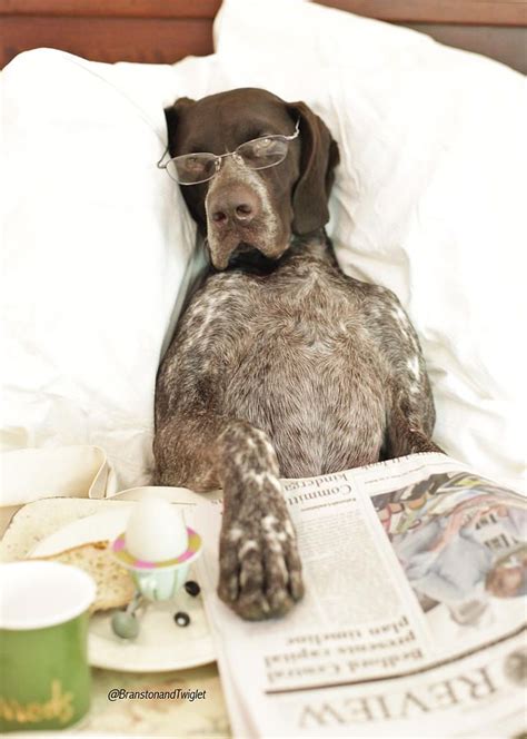 Gsp Photograph Good Morning By Kimberly Petts German Shorthaired