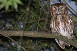 Pictures of High Resolution Owl Photos