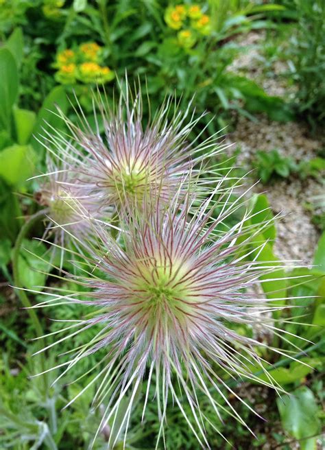 Free Images Nature Spiky Prickly Flower Green Produce Botany