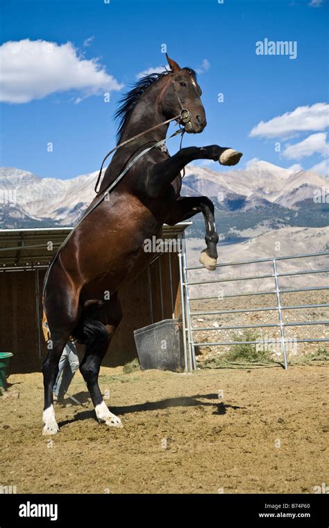 Horse Rearing Hi Res Stock Photography And Images Alamy