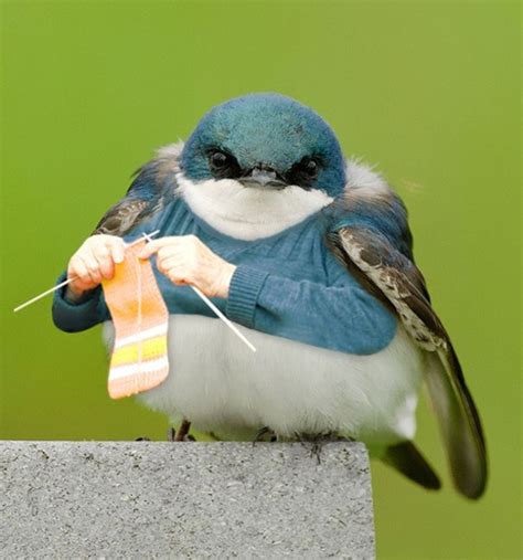 25 Hilarious Photos Of Birds With Arms That Will Make You Lol Bouncy