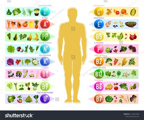 Vitamin Mineral Food Human Silhouette Chart Vector có sẵn miễn phí